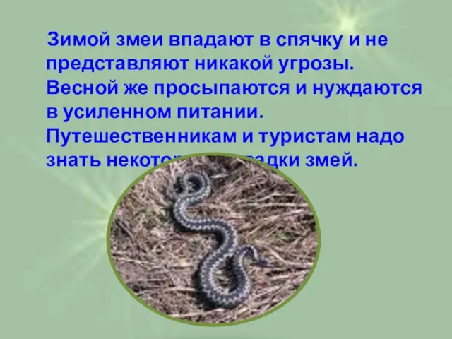 Зимой змеи впадают в спячку и не представляют никакой угрозы. Весной же