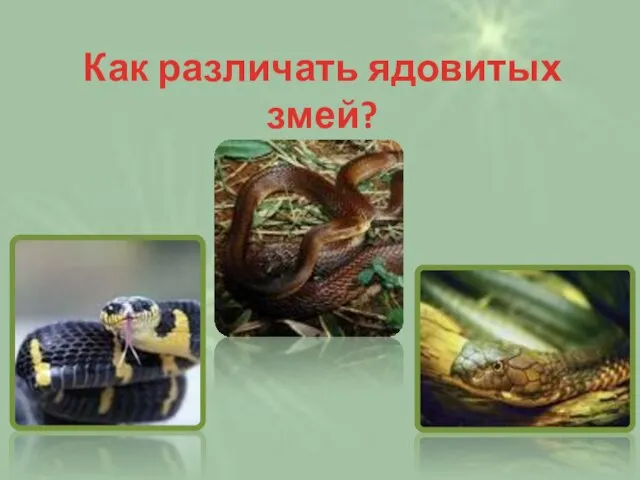 Как различать ядовитых змей?