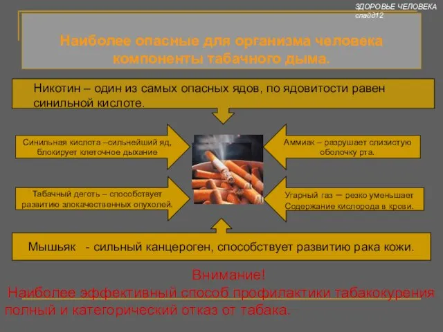 Наиболее опасные для организма человека компоненты табачного дыма. Никотин – один из