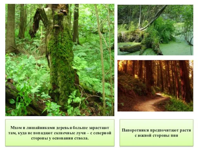 Папоротники предпочитают расти с южной стороны пня Мхом и лишайниками деревья больше