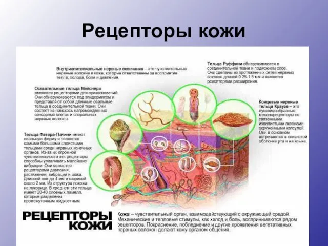 Рецепторы кожи