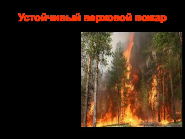 Устойчивый верховой пожар Горение крон деревьев и подстилки происходит одновременно. Выделяется огромное
