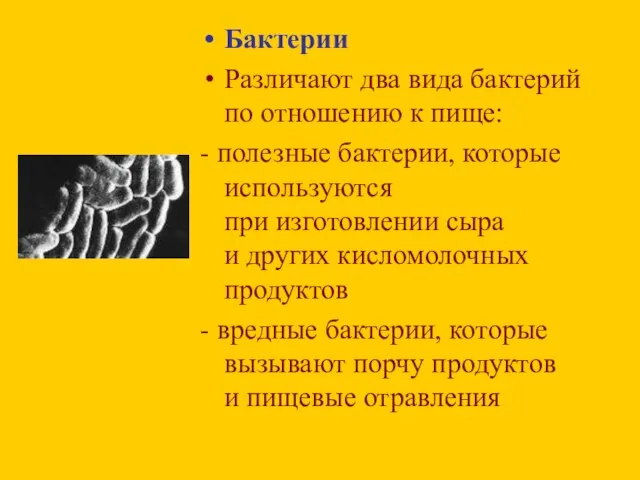 Бактерии Различают два вида бактерий по отношению к пище: - полезные бактерии,