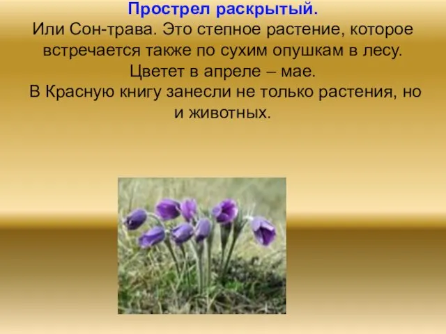 Прострел раскрытый. Или Сон-трава. Это степное растение, которое встречается также по сухим