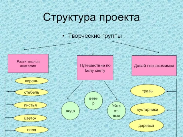 Структура проекта Творческие группы Растительная анатомия Путешествие по белу свету Давай познакомимся