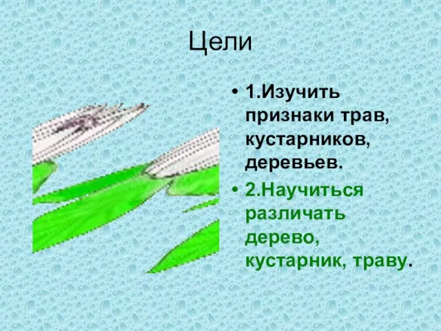 Цели 1.Изучить признаки трав, кустарников, деревьев. 2.Научиться различать дерево, кустарник, траву.