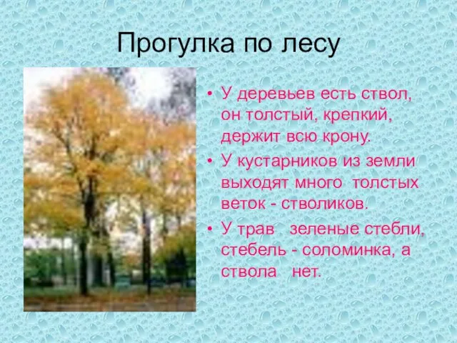 Прогулка по лесу У деревьев есть ствол, он толстый, крепкий, держит всю