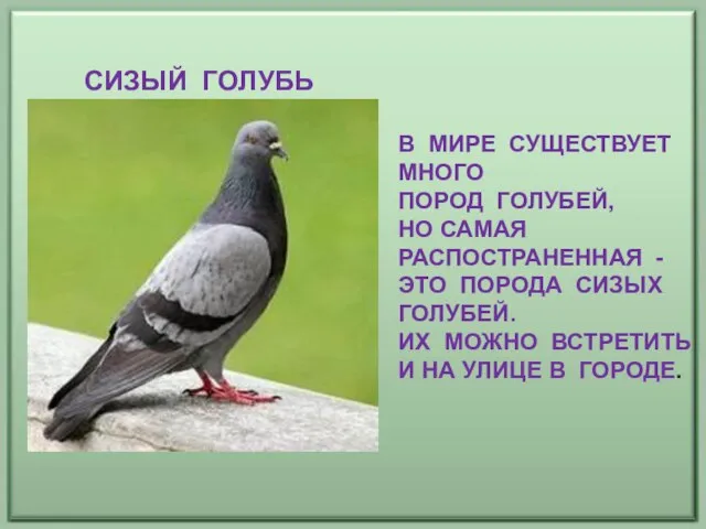 СИЗЫЙ ГОЛУБЬ В МИРЕ СУЩЕСТВУЕТ МНОГО ПОРОД ГОЛУБЕЙ, НО САМАЯ РАСПОСТРАНЕННАЯ -