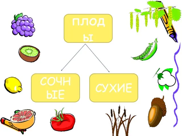 плоды СУХИЕ СОЧНЫЕ