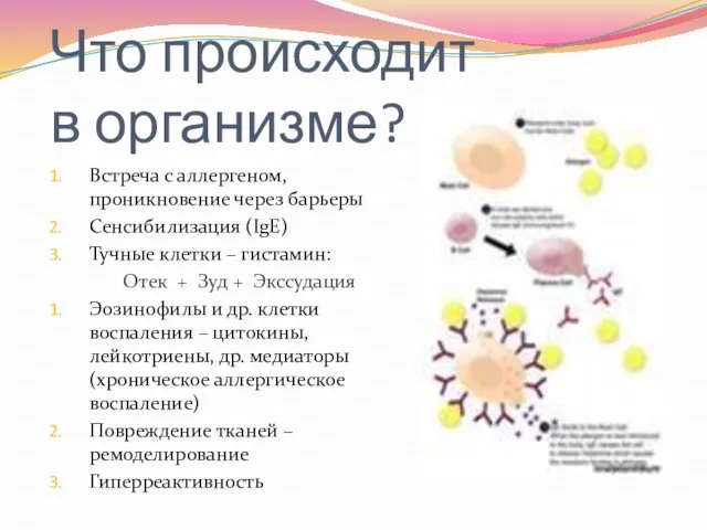 Что происходит в организме? Встреча с аллергеном, проникновение через барьеры Сенсибилизация (IgE)