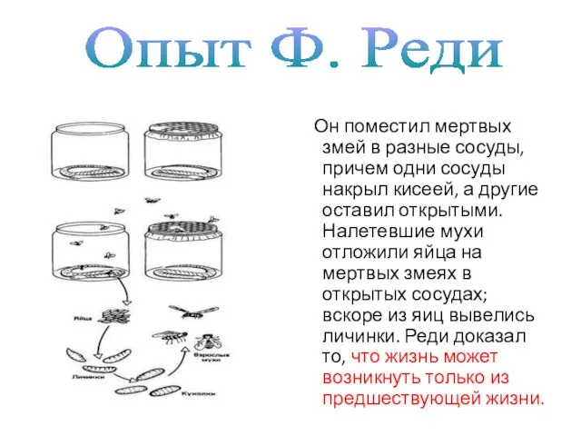 Опыт Ф. Реди Он поместил мертвых змей в разные сосуды, причем одни