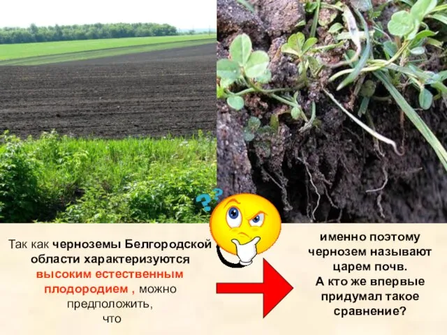 Так как черноземы Белгородской области характеризуются высоким естественным плодородием , можно предположить,