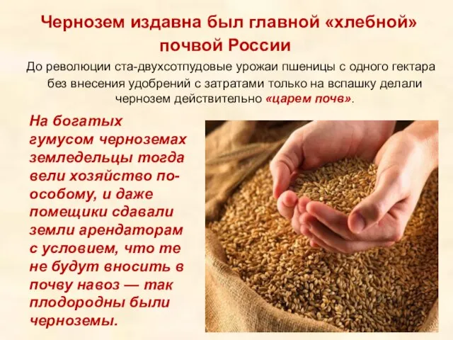 Чернозем издавна был главной «хлебной» почвой России До революции ста-двухсотпудовые урожаи пшеницы
