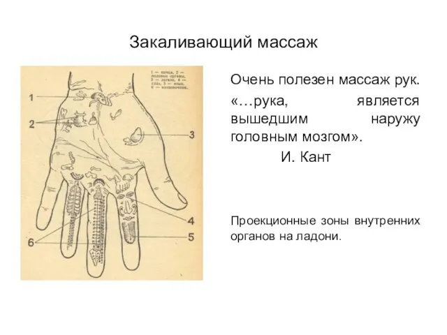 Закаливающий массаж Очень полезен массаж рук. «…рука, является вышедшим наружу головным мозгом».