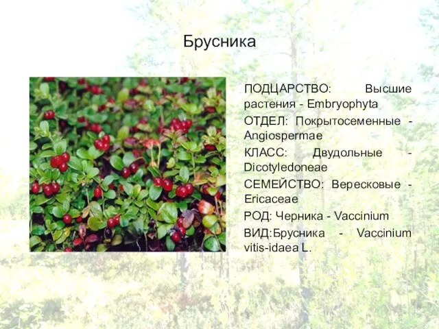 Брусника ПОДЦАРСТВО: Высшие растения - Embryophyta ОТДЕЛ: Покрытосеменные - Angiospermae КЛАСС: Двудольные