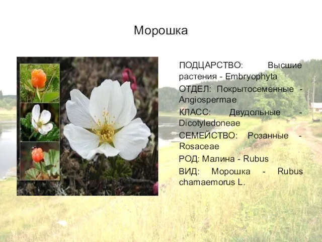 Морошка ПОДЦАРСТВО: Высшие растения - Embryophyta ОТДЕЛ: Покрытосеменные - Angiospermae КЛАСС: Двудольные