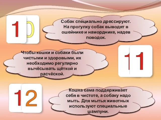 Собак специально дрессируют. На прогулку собак выводят в ошейнике и наморднике, надев