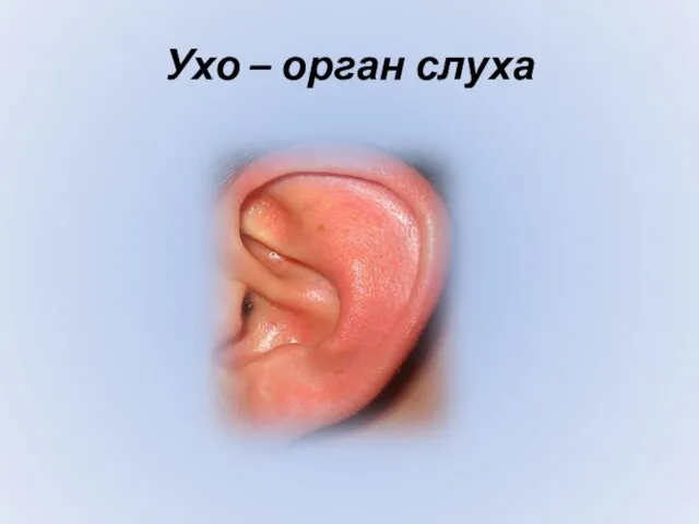 Ухо – орган слуха