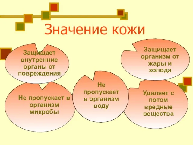 Значение кожи Защищает внутренние органы от повреждения Не пропускает в организм микробы