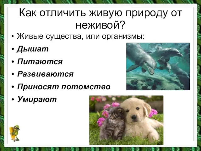 Как отличить живую природу от неживой? Живые существа, или организмы: Дышат Питаются Развиваются Приносят потомство Умирают