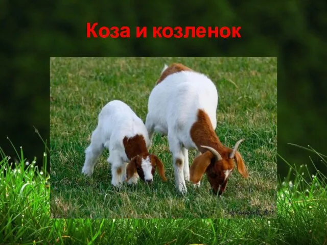 Коза и козленок