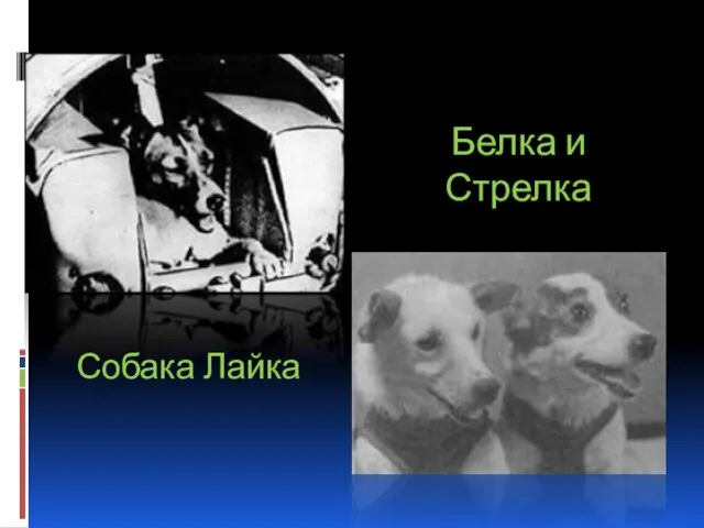 Собака Лайка Белка и Стрелка