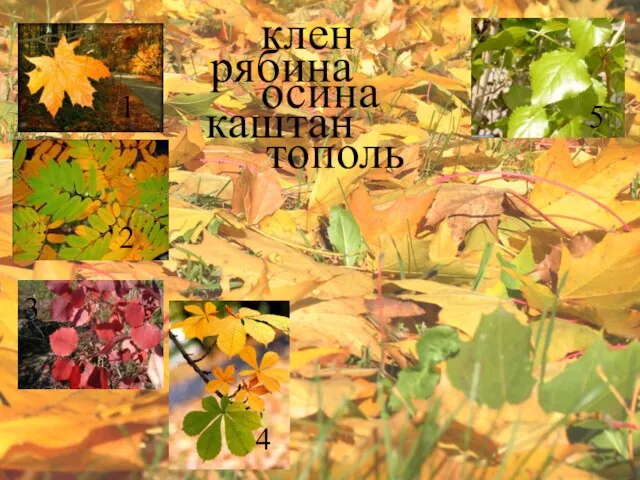 клен рябина осина каштан тополь 1 3 4 5 2