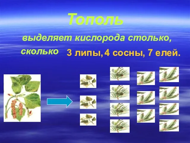 Тополь выделяет кислорода столько, сколько 3 липы, 4 сосны, 7 елей.