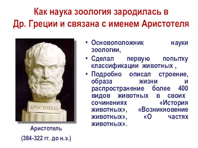 Основоположник науки зоологии, Сделал первую попытку классификации животных , Подробно описал строение,