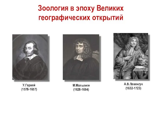 Зоология в эпоху Великих географических открытий А.В.Левенгук(1632-1723) М.Мальпиги (1628-1694) У.Гарвей (1578-1657)