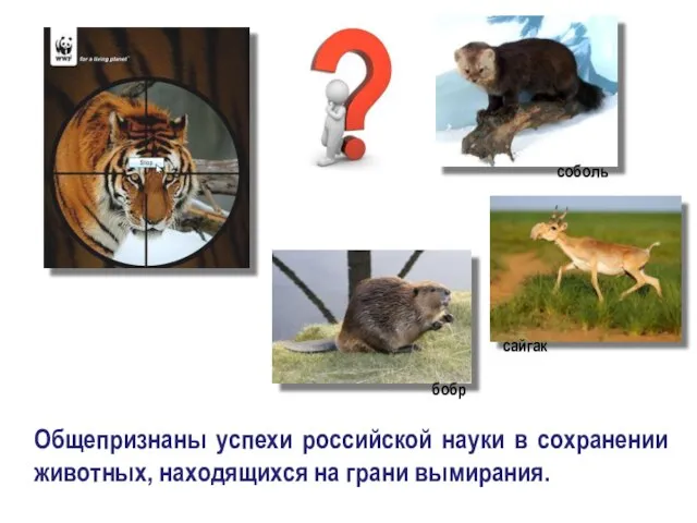 Общепризнаны успехи российской науки в сохранении животных, находящихся на грани вымирания. соболь сайгак бобр