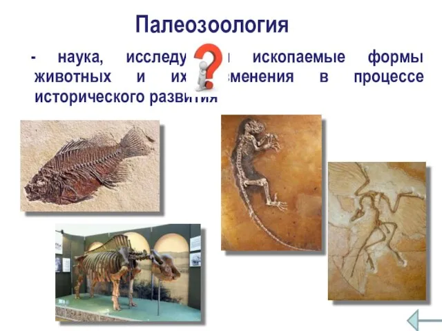 Палеозоология - наука, исследующая ископаемые формы животных и их изменения в процессе исторического развития