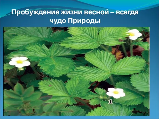 Пробуждение жизни весной – всегда чудо Природы