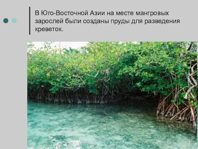 В Юго-Восточной Азии на месте мангровых зарослей были созданы пруды для разведения креветок.