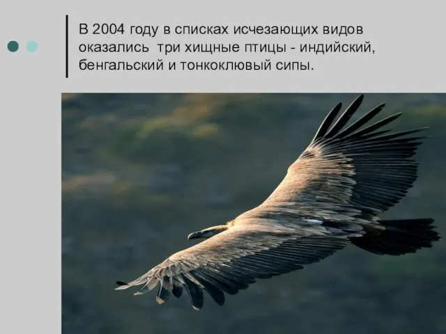 В 2004 году в списках исчезающих видов оказались три хищные птицы -
