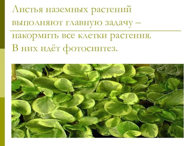 Листья наземных растений выполняют главную задачу – накормить все клетки растения. В них идёт фотосинтез.