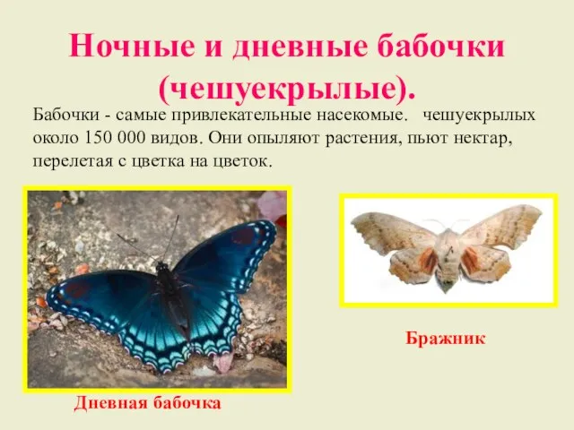 Ночные и дневные бабочки (чешуекрылые). Бабочки - самые привлекательные насекомые. чешуекрылых около