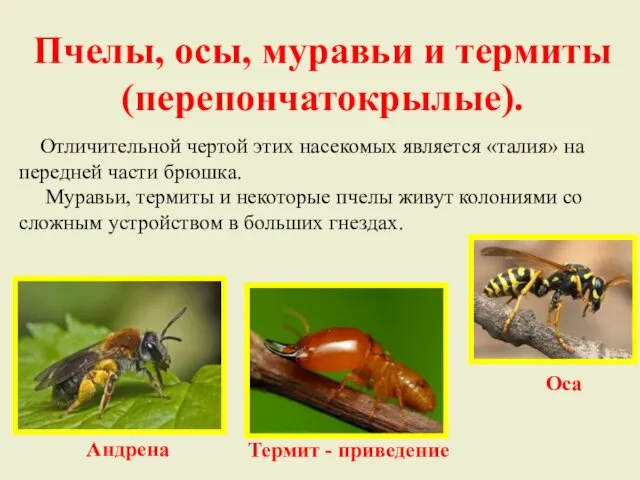 Пчелы, осы, муравьи и термиты (перепончатокрылые). Отличительной чертой этих насекомых является «талия»
