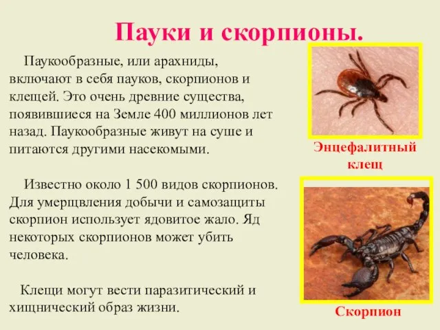 Пауки и скорпионы. Паукообразные, или арахниды, включают в себя пауков, скорпионов и