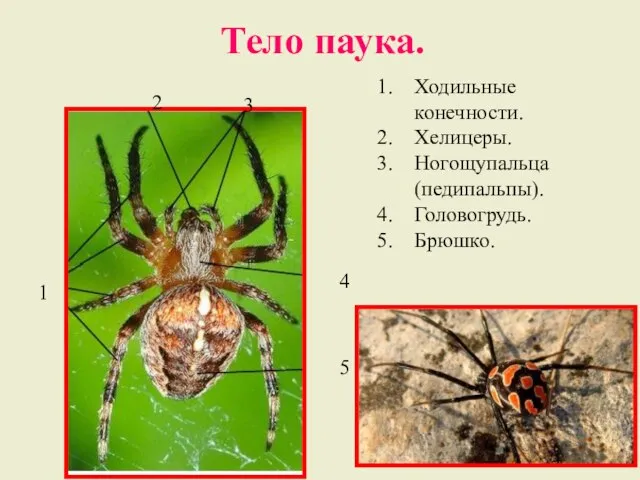 Тело паука. Ходильные конечности. Хелицеры. Ногощупальца (педипальпы). Головогрудь. Брюшко. 1 2 3 4 5