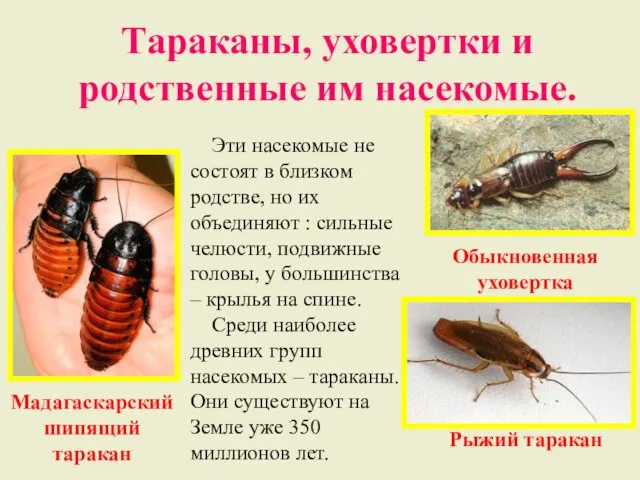 Тараканы, уховертки и родственные им насекомые. Эти насекомые не состоят в близком