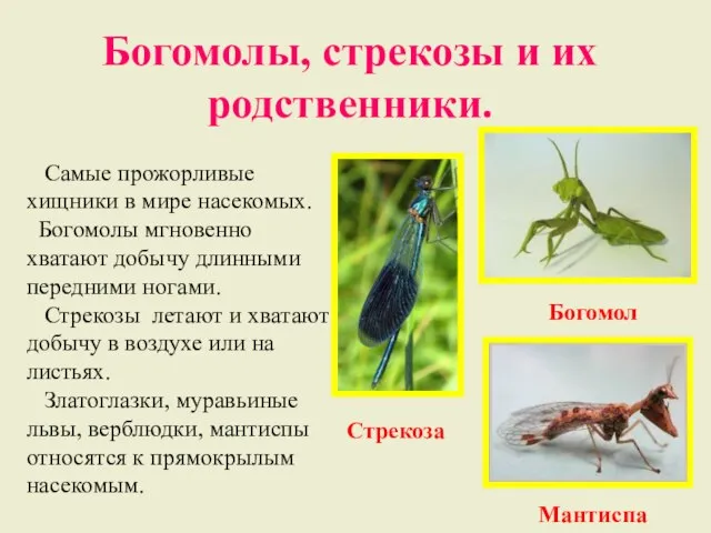 Богомолы, стрекозы и их родственники. Самые прожорливые хищники в мире насекомых. Богомолы