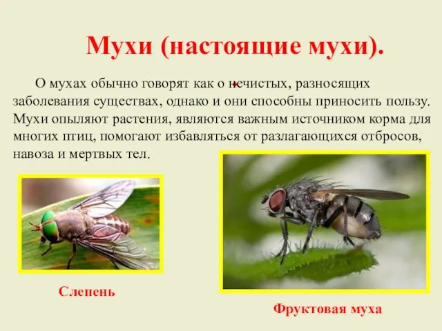 Мухи (настоящие мухи). . О мухах обычно говорят как о нечистых, разносящих