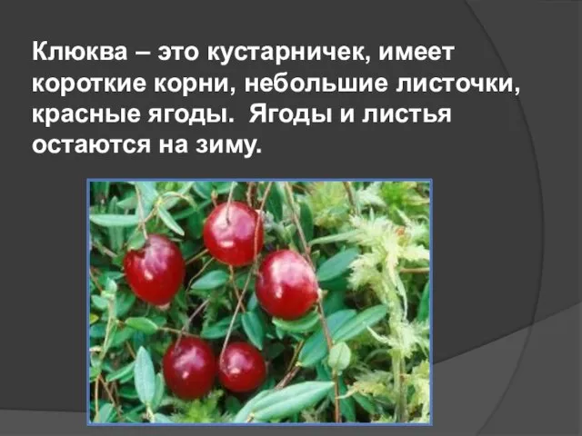 Клюква – это кустарничек, имеет короткие корни, небольшие листочки, красные ягоды. Ягоды