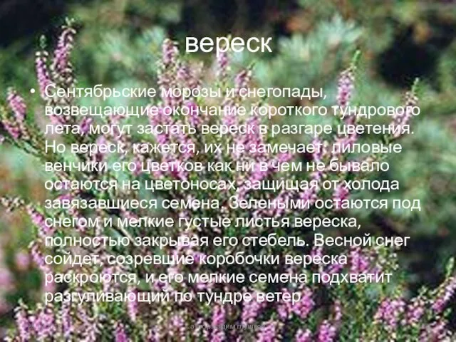 вереск Сентябрьские морозы и снегопады, возвещающие окончание короткого тундрового лета, могут застать