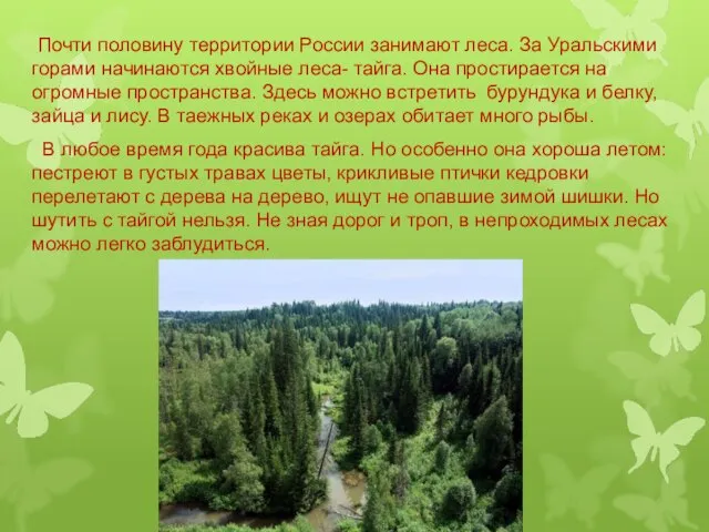Почти половину территории России занимают леса. За Уральскими горами начинаются хвойные леса-
