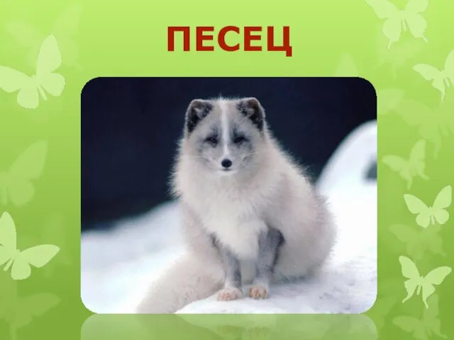 ПЕСЕЦ