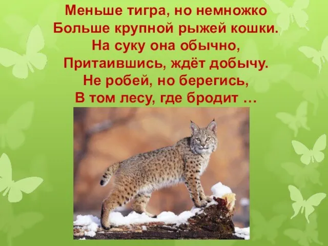 Меньше тигра, но немножко Больше крупной рыжей кошки. На суку она обычно,