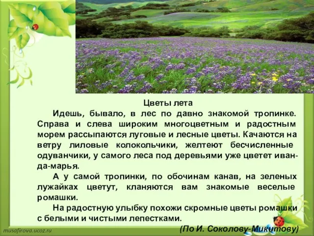 Цветы лета Идешь, бывало, в лес по давно знакомой тропинке. Справа и