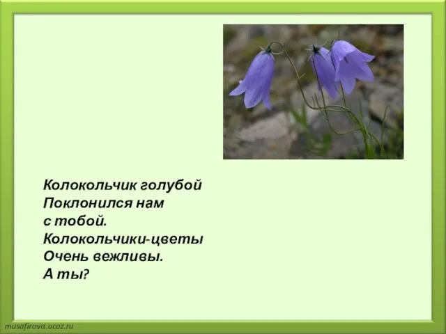 Колокольчик голубой Поклонился нам с тобой. Колокольчики-цветы Очень вежливы. А ты?